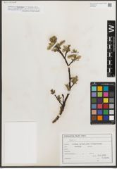 Foto von Salix L.
